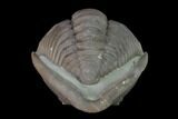 Wide Enrolled Flexicalymene Trilobite - Mt Orab, Ohio #137500-2